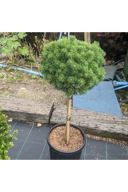 Сосна гірська Гном на штамбі в горщику